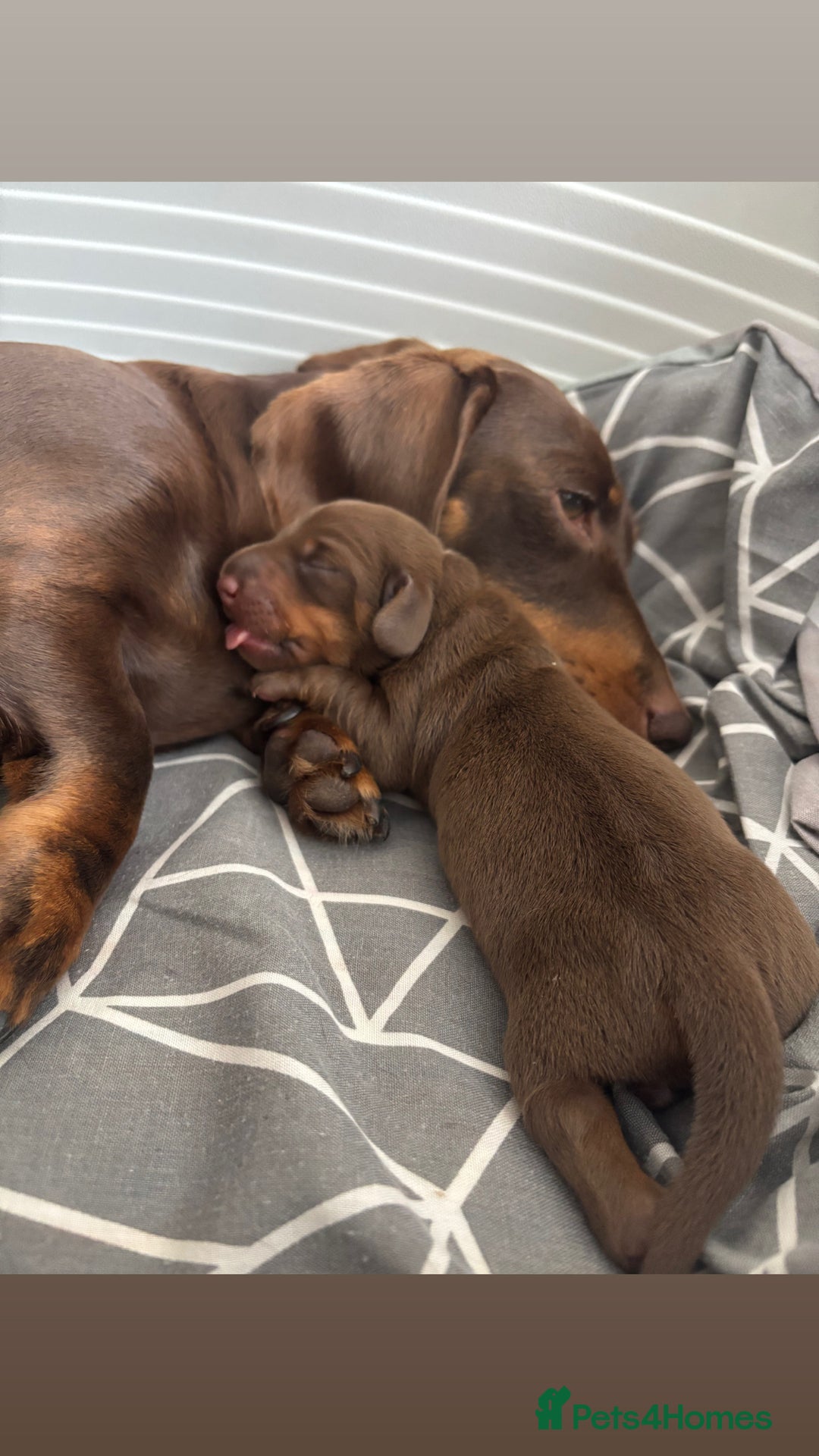 Dachshund dogs for sale: Miniature dachshund - Image 2