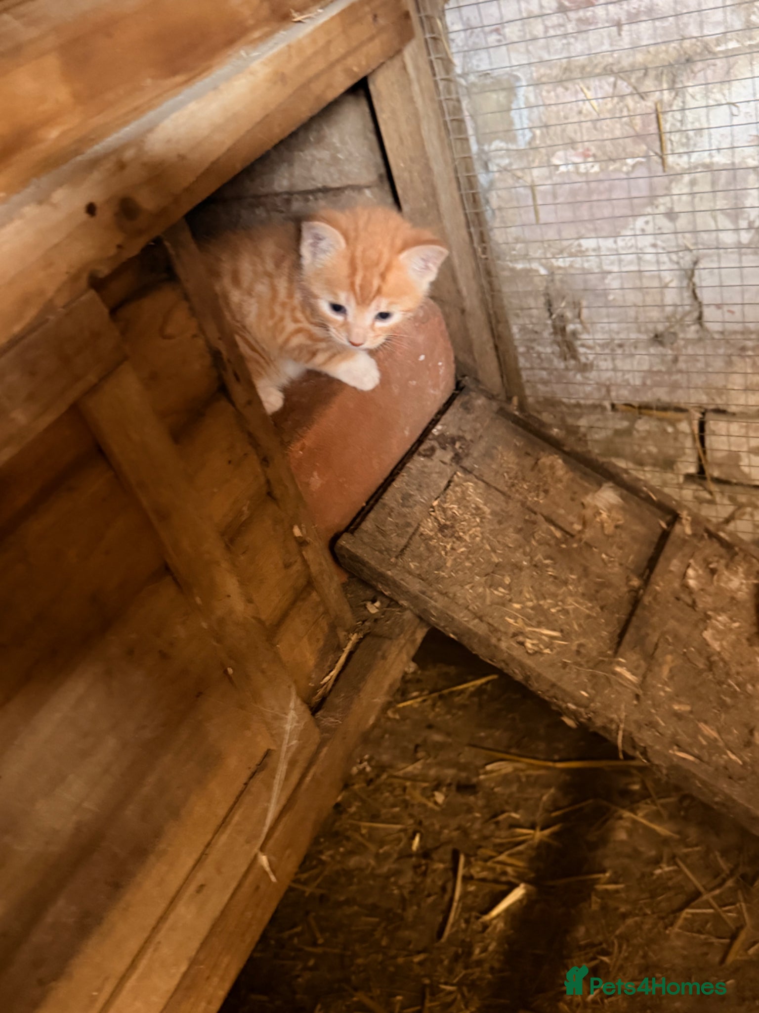 Mixed Breed cats for sale: Ginger kittens (part Bengal) - Advert 2