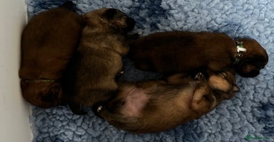 Pomeranian dogs - Advert 3