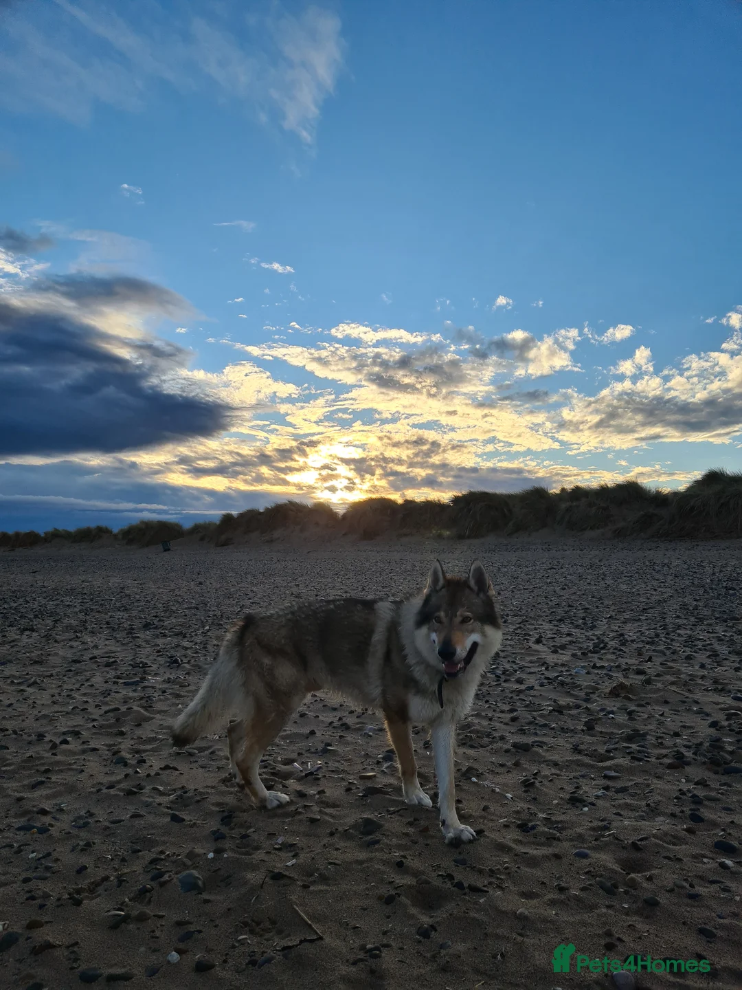 Saarloos Wolfdog dogs for stud: Stud Czechoslovakian wolfdog in Birmingham - Advert 2