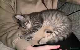 Mixed Breed cats for sale: Elsa and Arlo - Image 5