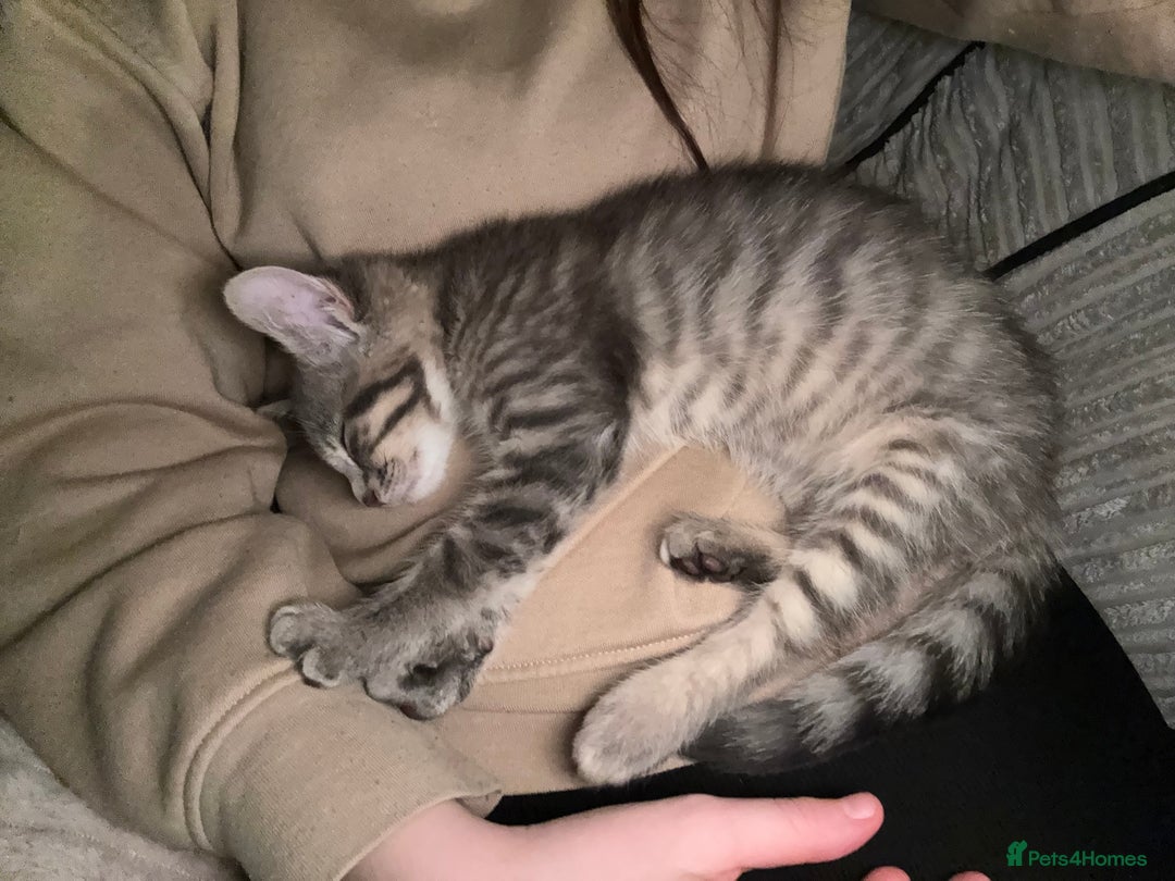 Mixed Breed cats for sale: Elsa and Arlo - Image 5