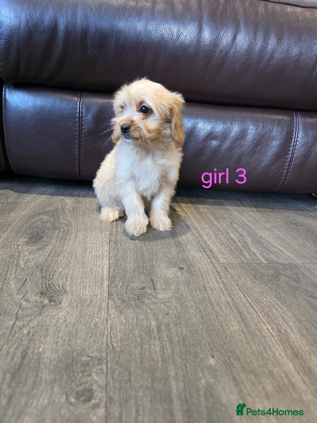 Cockapoo dogs for sale: Adorable cockapoo pups ready to go 🐶 - Image 23