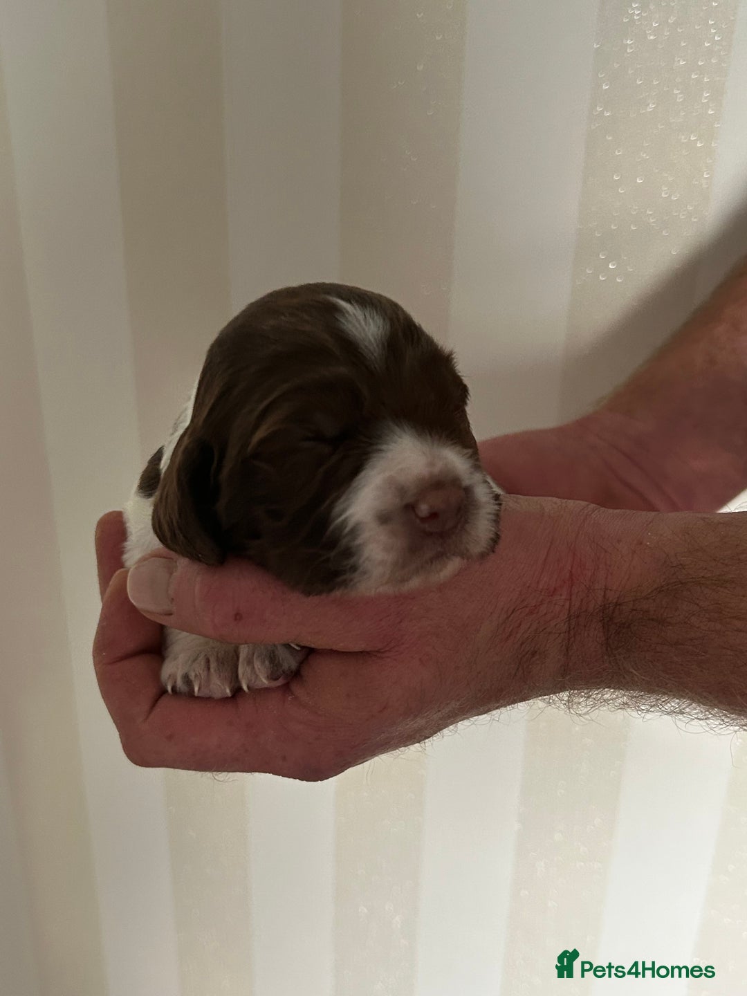 English Springer Spaniel dogs for sale: Gorgeous English Springer Spaniel Puppies - Advert 2