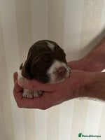 English Springer Spaniel dogs Gorgeous English Springer Spaniel Puppies - Advert 2