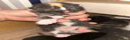 Mixed Breed cats for sale: 5 Mixed Bengal Kittens  in Bristol - Advert 8