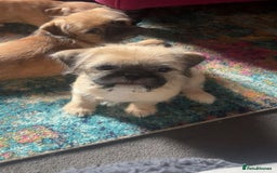 Mixed Breed dogs for sale: Puppys Reduced  in Jarrow - Image 15