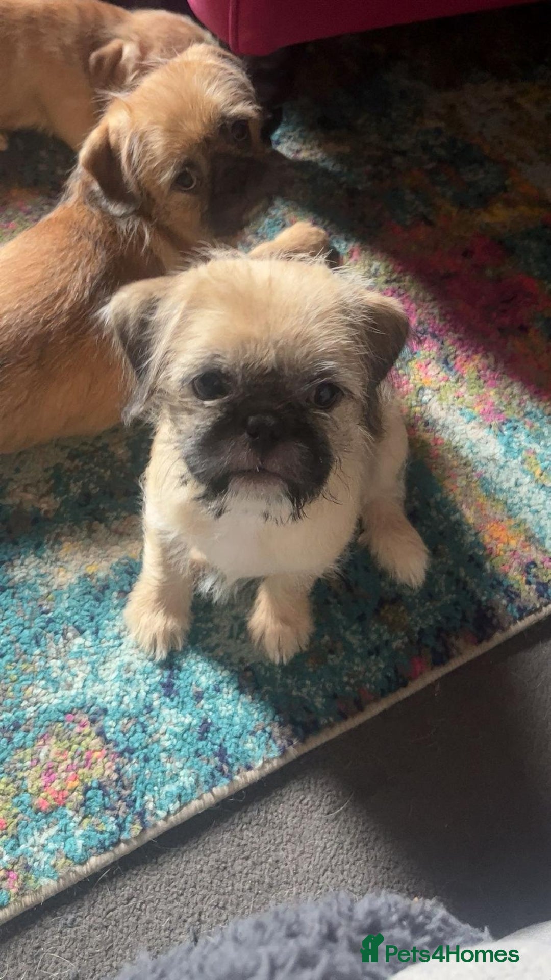 Mixed Breed dogs for sale: Puppys Reduced  in Jarrow - Image 15
