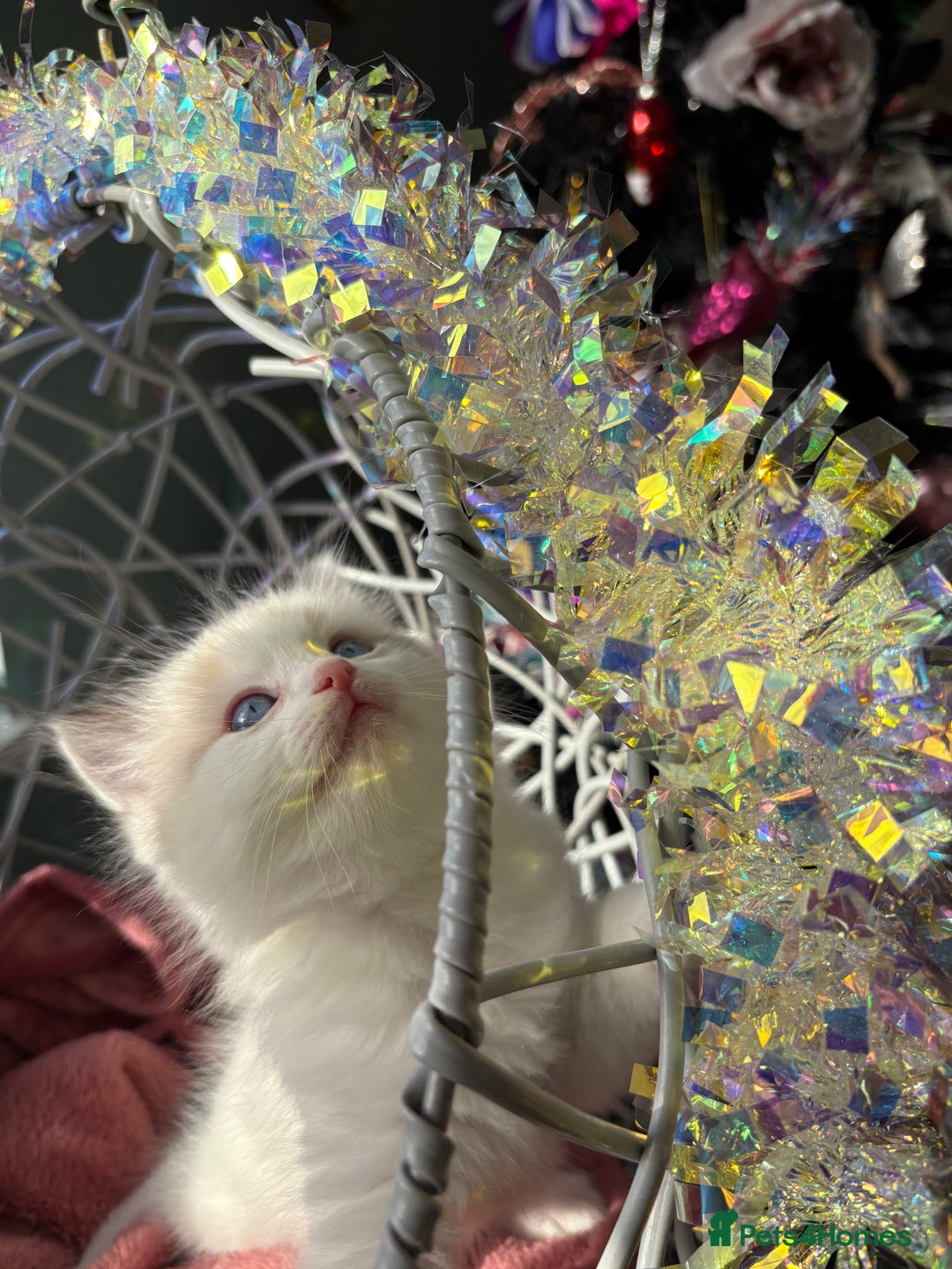 Ragdoll cats for sale: TICA Pedigree Bicolour Ragdoll kittens - Advert 20