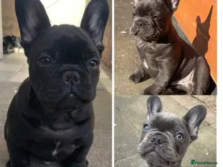 French Bulldog dogs French bulldog puppies for sale to good homes - Advert 10