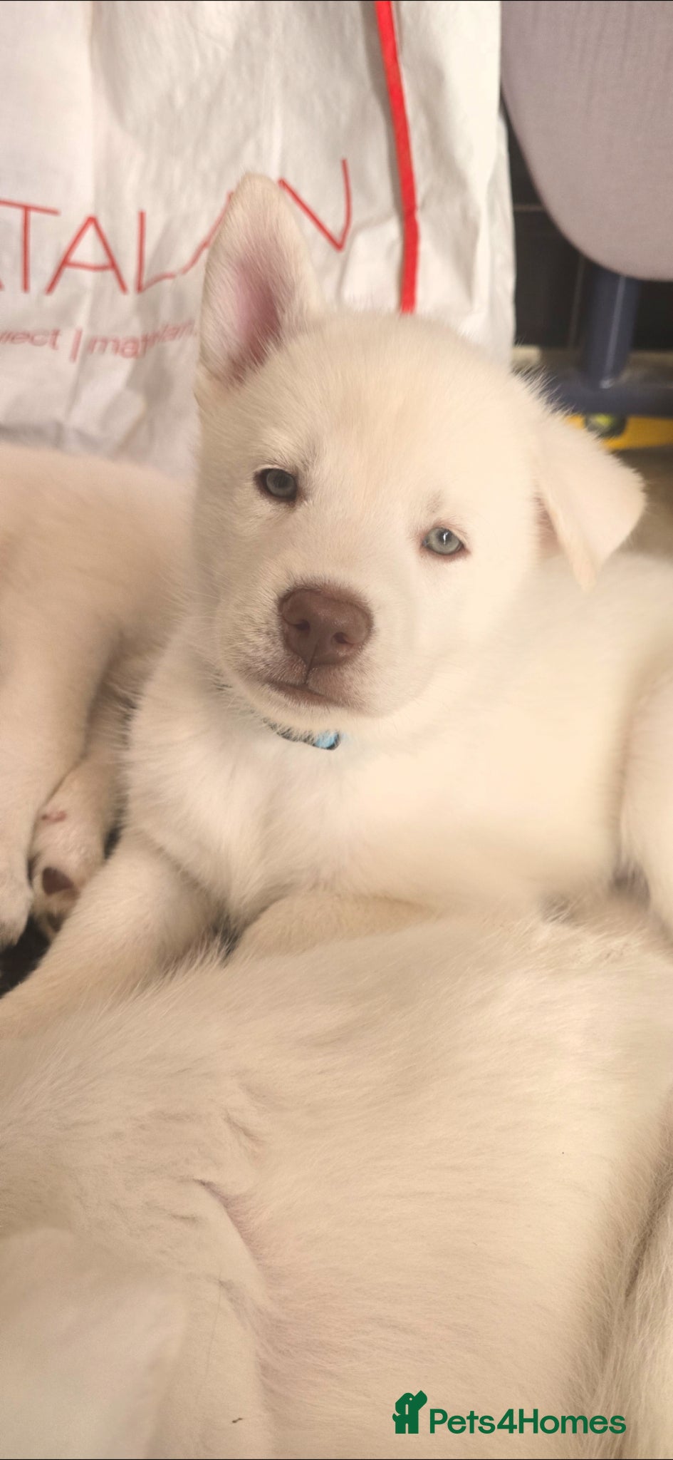 Siberian Husky dogs Litter of 7 white beautiful pups - Advert 4