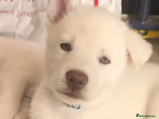 Siberian Husky dogs Litter of 7 white beautiful pups - Advert 4