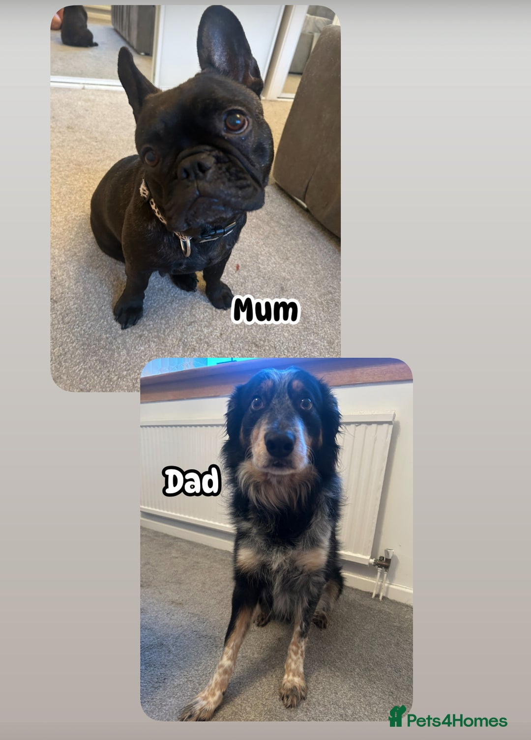 Mixed Breed dogs for sale: Follie (French bulldog / border collie) pups 4sale - Image 5