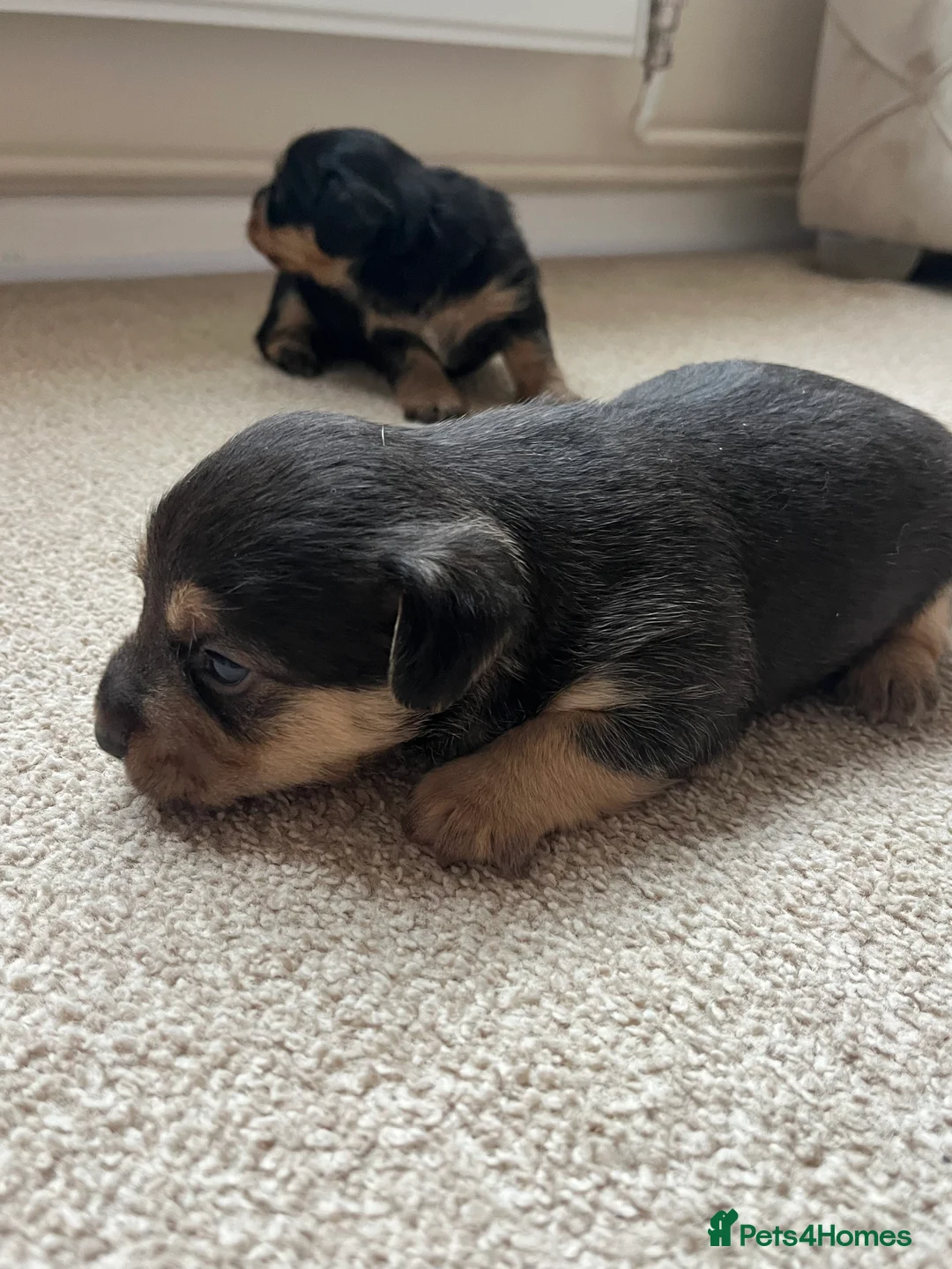 Jack Russell dogs for sale: ❌ sold ❌Jack Russel puppies - Advert 14