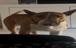 English Bull Terrier dogs for sale: 3 year old English bull terrier  - Image 3