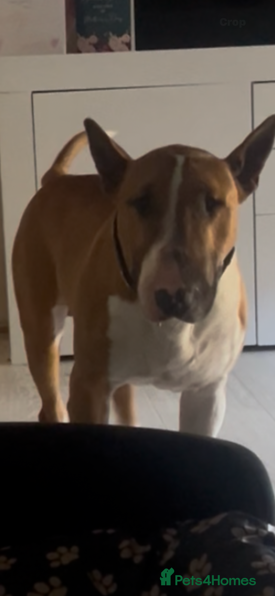 English Bull Terrier dogs for sale: 3 year old English bull terrier  - Image 3