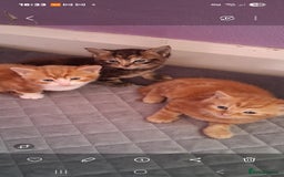 British Shorthair cats for sale: Beautiful kittens  - Image 1