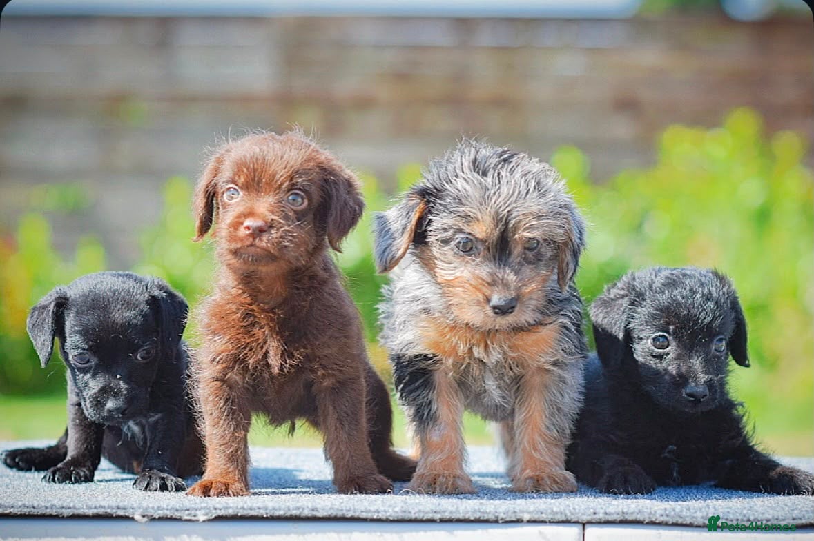Mixed Breed dogs Patterpoo puppies cute, fun, happy, healthy  - Advert 1