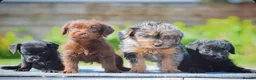 Mixed Breed dogs for sale: Patterpoo puppies cute, fun, happy, healthy  - Advert 1