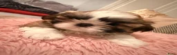 Shih Tzu dogs for sale: Shih tzu boys x 2 - Advert 2