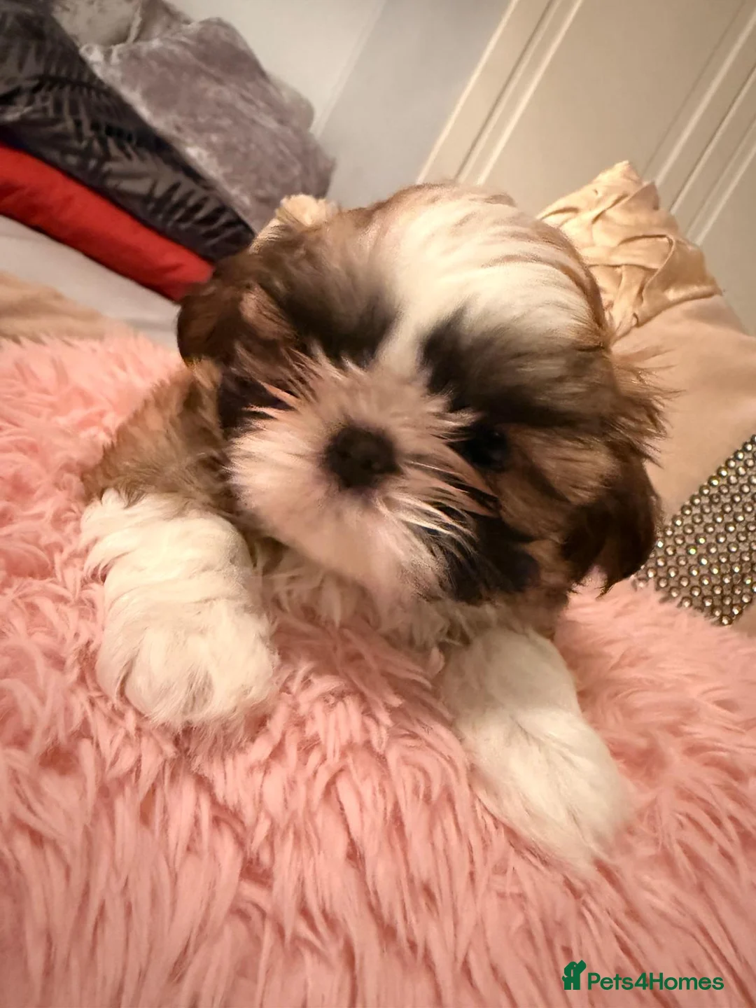 Shih Tzu dogs for sale: Shih tzu boys x 2 - Advert 2
