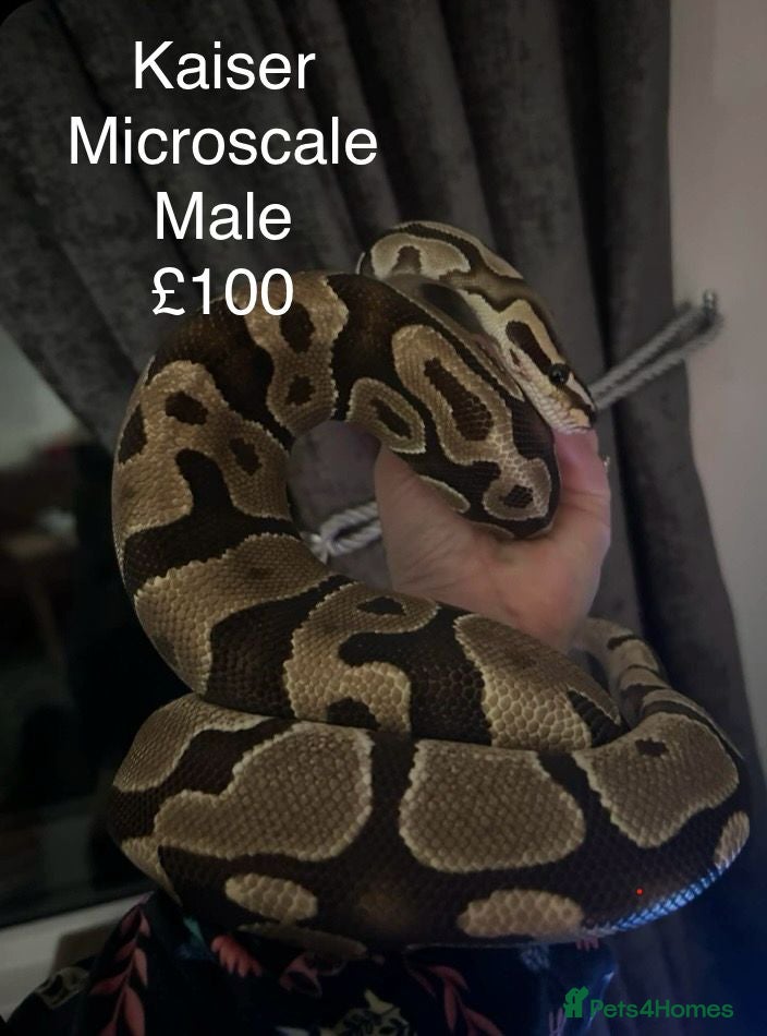 Python Snake reptiles ROYAL PYTHONS - Advert 4