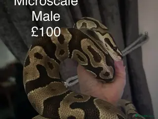 Python Snake reptiles ROYAL PYTHONS - Advert 10