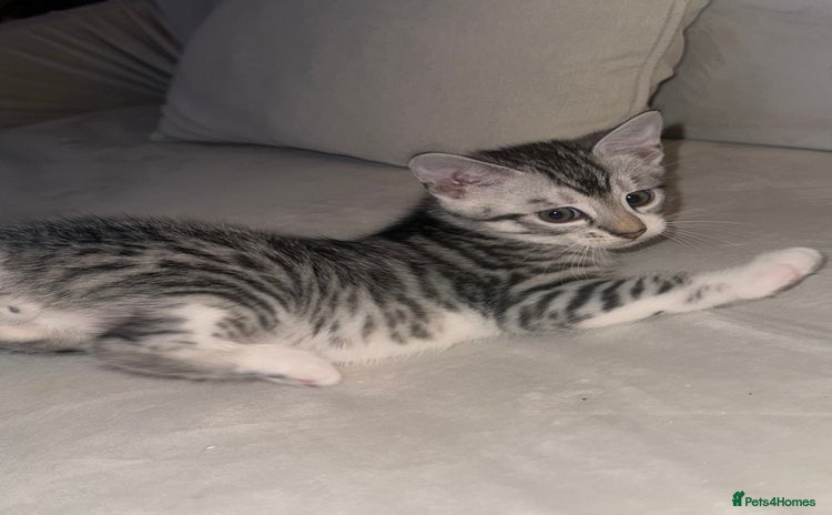Bengal cats - Advert 15