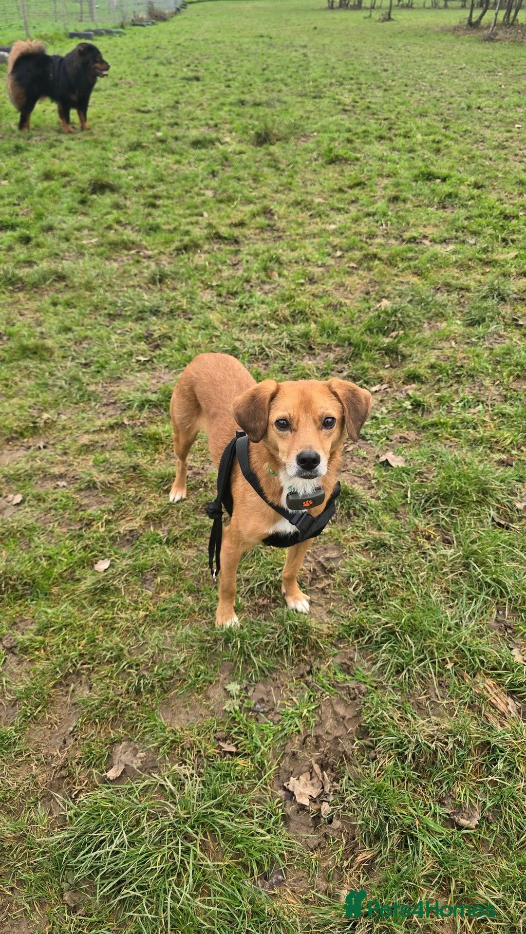 Mixed Breed dogs for adoption: Michael for adoption!  - Advert 4