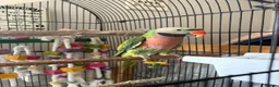 Parakeets birds for sale: Male moustache parakeet  in Runcorn - Advert 5