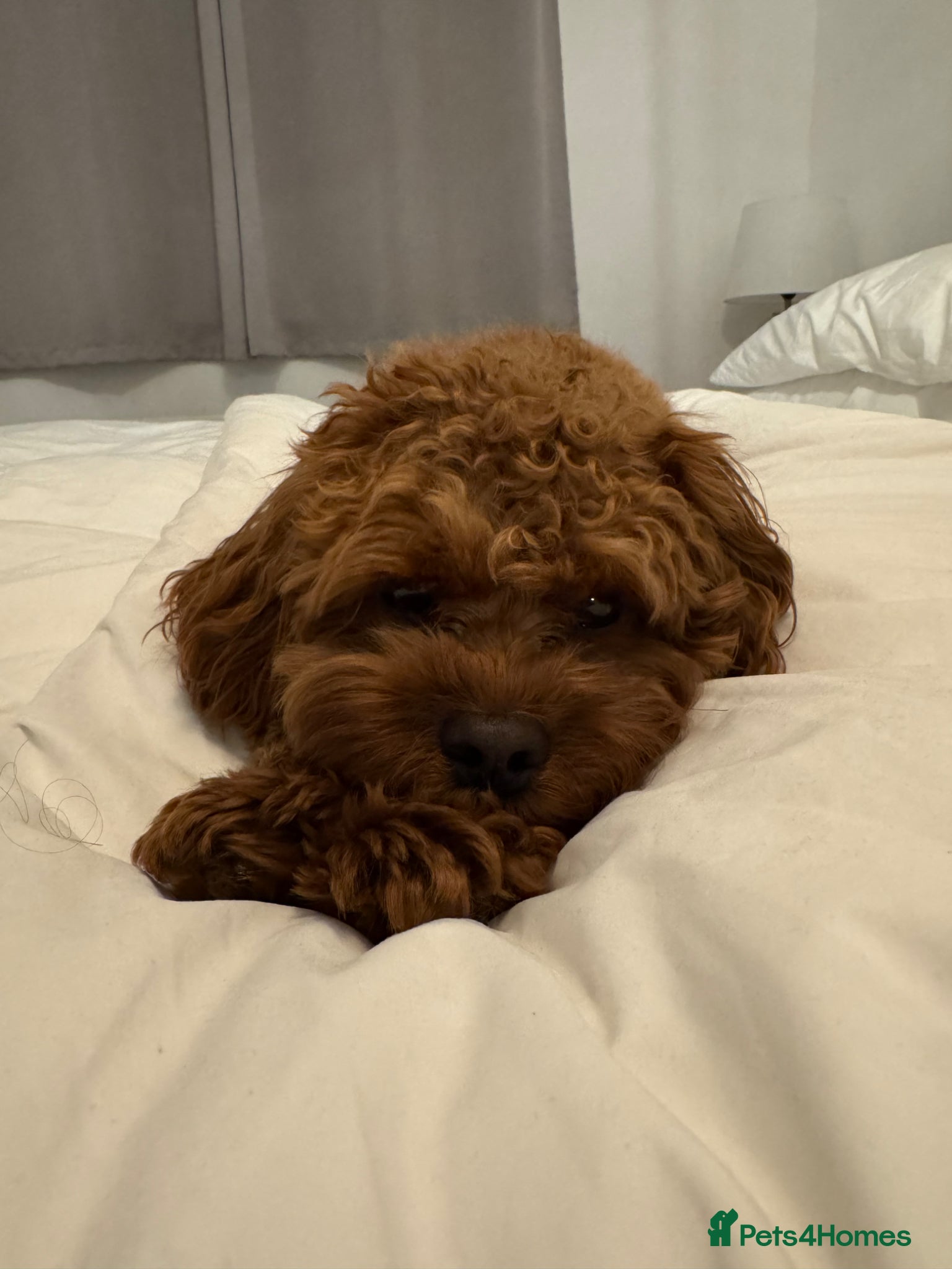 Cavapoo dogs for sale: Teddy 🐾 - Advert 12