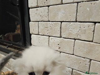 Scottish Fold cats Stunning scottish folds - Advert 4