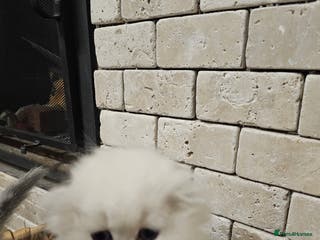 Scottish Fold cats Stunning scottish folds - Advert 9