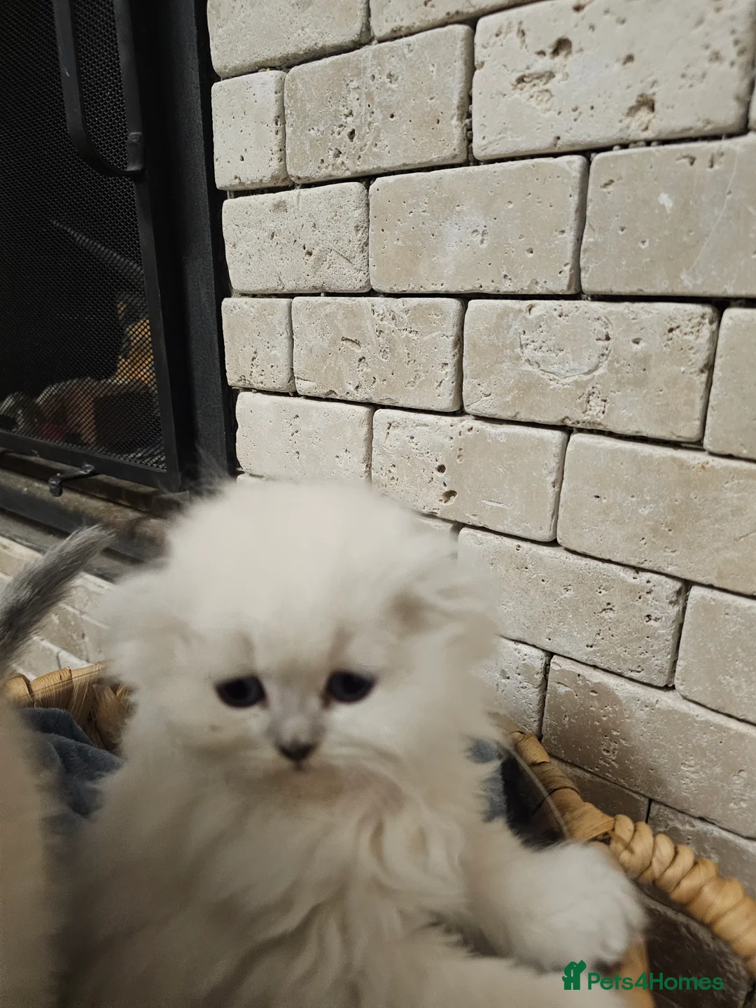 Scottish Fold cats for sale: Last 2 girls available  - Advert 1