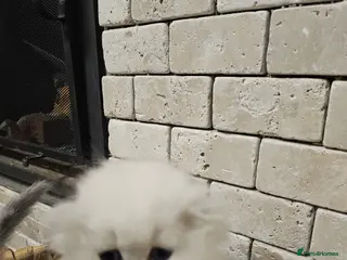 Scottish Fold cats Last 2 girls available - Advert 15