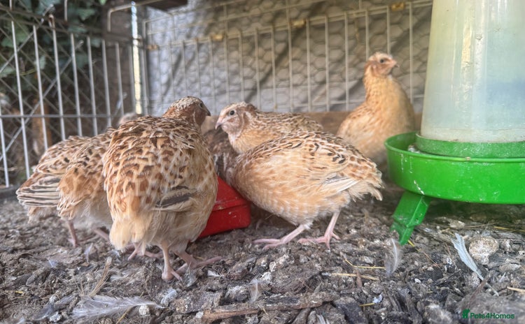 Quail poultry - Advert 2