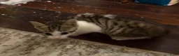Mixed Breed cats for sale: Beautiful friendly tabby kittens  in Evesham - Advert 7