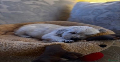 Golden Retriever dogs Beautiful KC Registered Golden Retriever Puppies - Advert 9