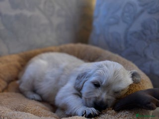 Golden Retriever dogs Beautiful KC Registered Golden Retriever Puppies - Advert 2