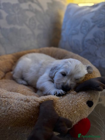 Golden Retriever dogs Beautiful KC Registered Golden Retriever Puppies - Advert 1