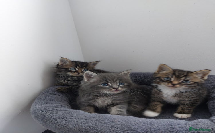 Mixed Breed cats - Advert 14