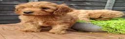 Cavapoo dogs for sale: Adventure Starts With Four Little Paws in Norwich - Advert 2