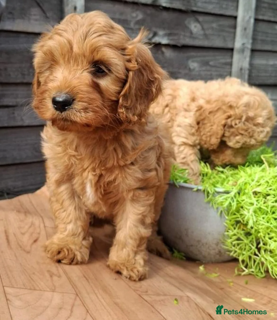 Cavapoo dogs for sale: Adventure Starts With Four Little Paws in Norwich - Advert 2