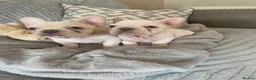 French Bulldog dogs for sale: French bulldog female and male available  in Willenhall - Advert 3
