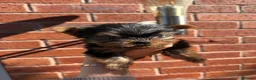 Yorkshire Terrier dogs for sale: Beautiful KC Registered Yorkshire Terrier Males - Advert 7