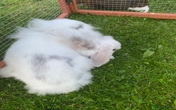 Mixed Breed rabbits for sale: Baby male rabbit ready now - Image 7