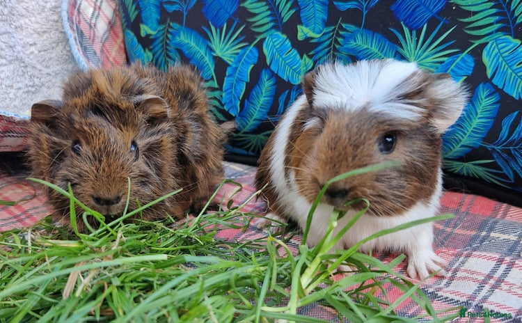 Guinea Pig rodents in Darwen - Advert 14