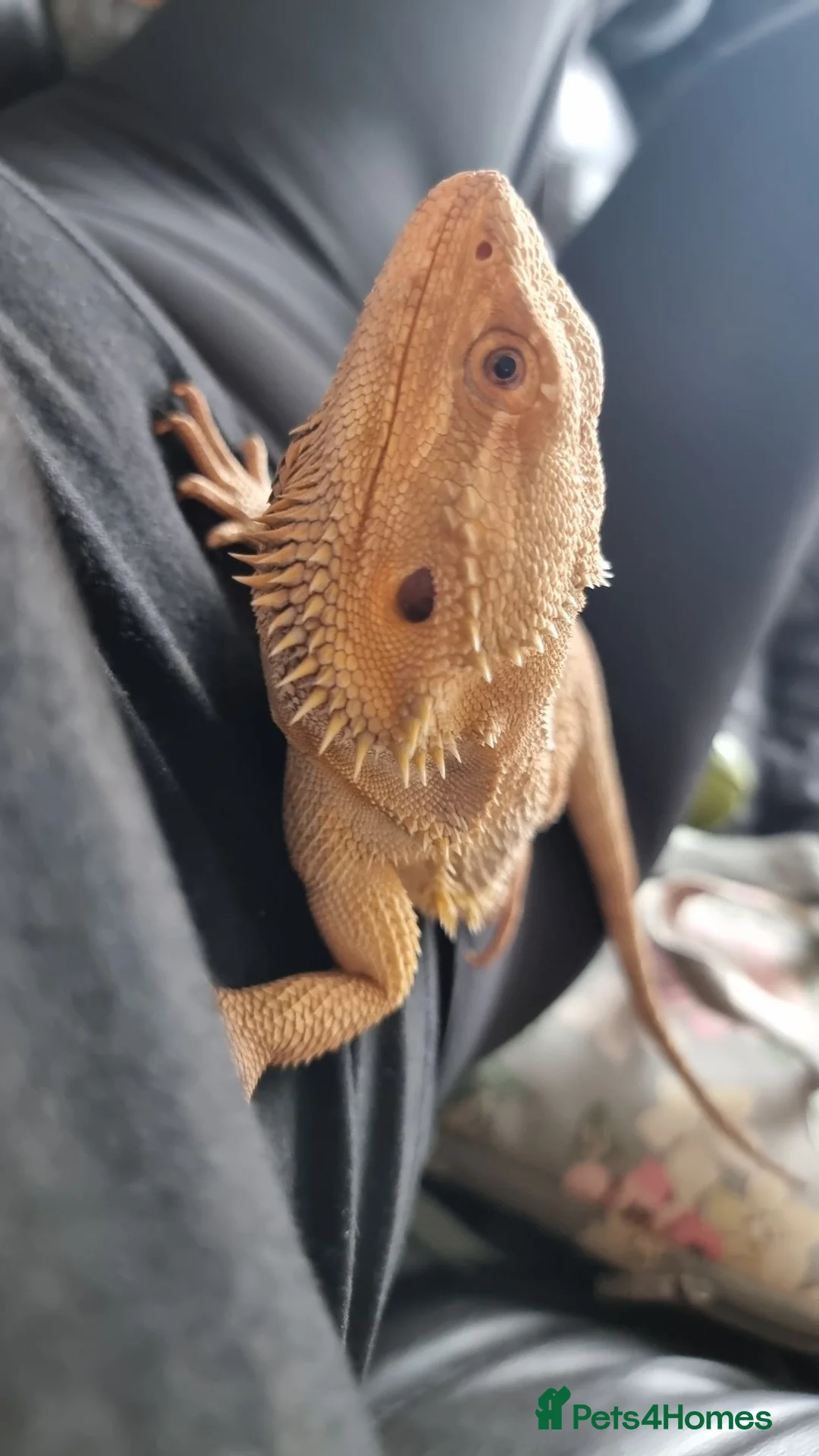 Bearded Dragon reptiles for sale: Male bearded dragon in Lewes - Advert 2