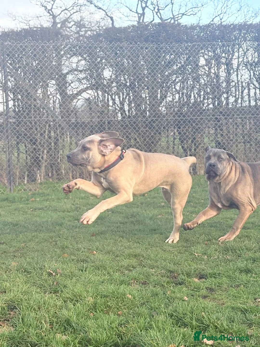 Cane Corso dogs for sale: Cane corso - Advert 1