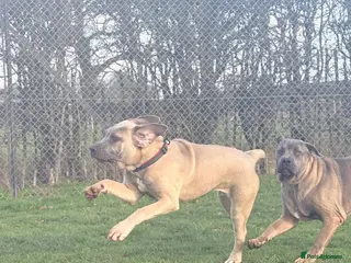 Cane Corso dogs Cane corso - Advert 17